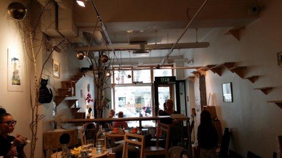 Cat Cafe Helkatti