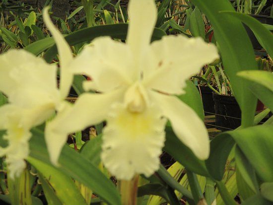 Madeira Orchid Farm