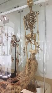 Anatomisch Museum