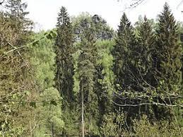 Ehrensteinsley