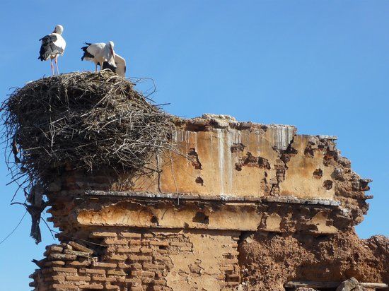 Stork