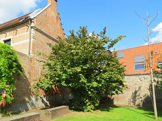 Groot Begijnhof