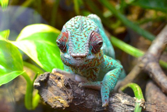 Reptielenpark Oslo