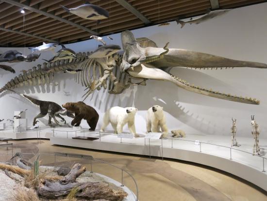 Zoologisk Museum