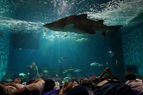 Acuario de Sevilla